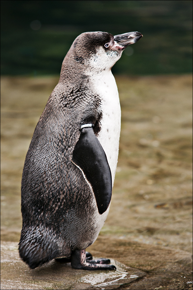 Penguin at Hamburg
