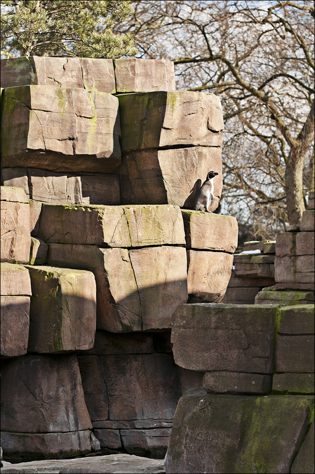 Penguin at Hamburg