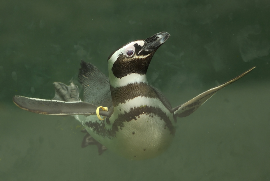 Penguin at Karlsruhe zoo
