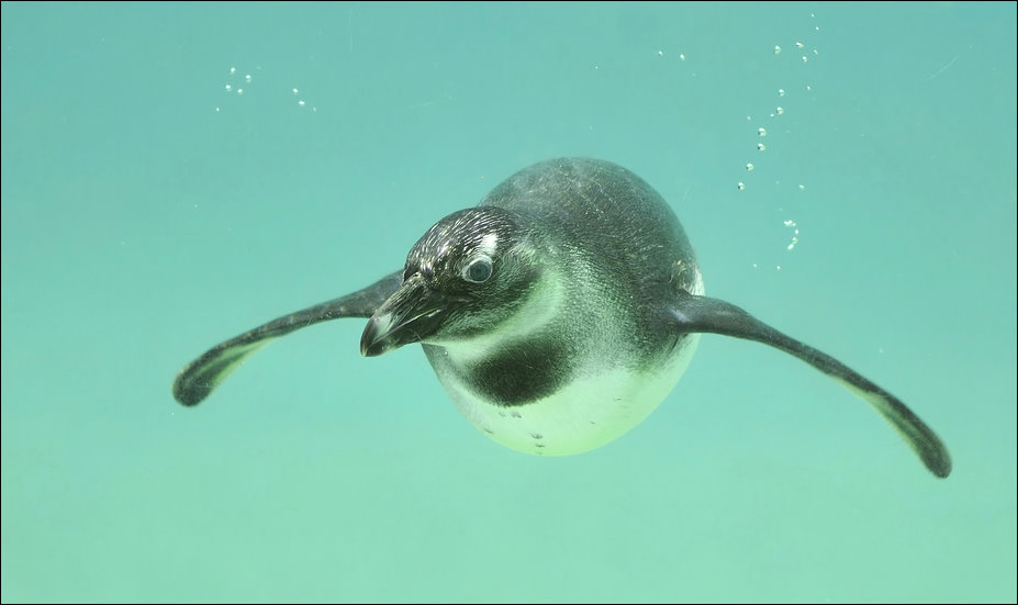 Penguin at Mulhouse zoo