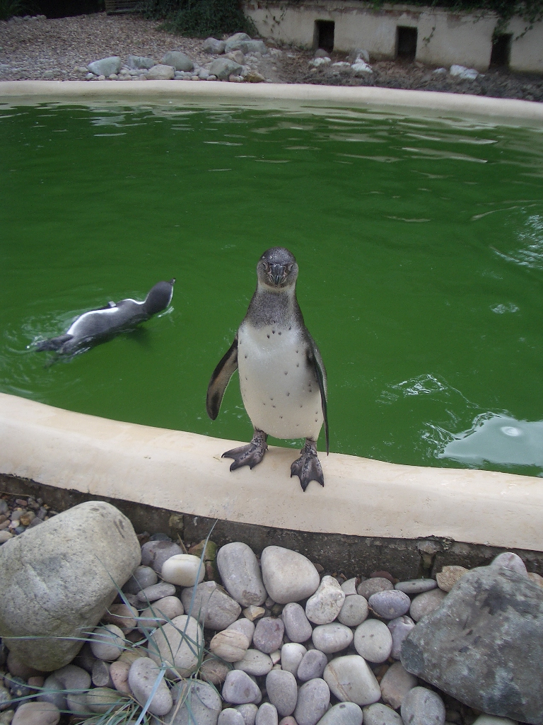 Penguin at Twycross - August 2009