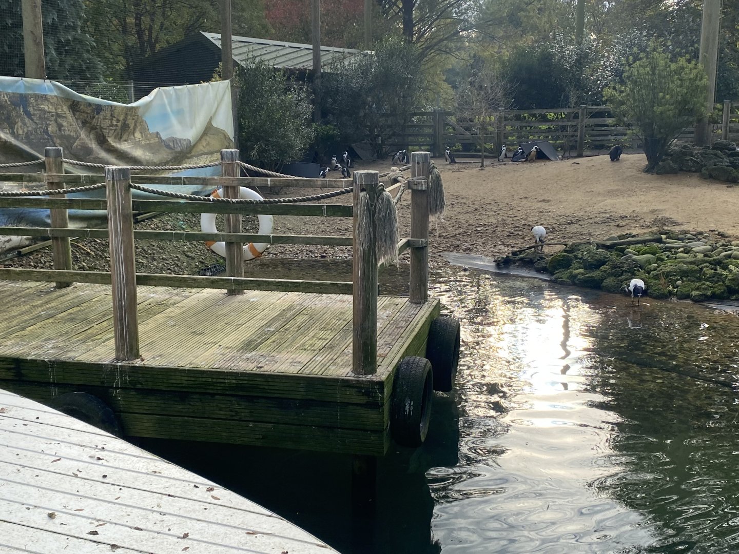 Penguin Beach 061121