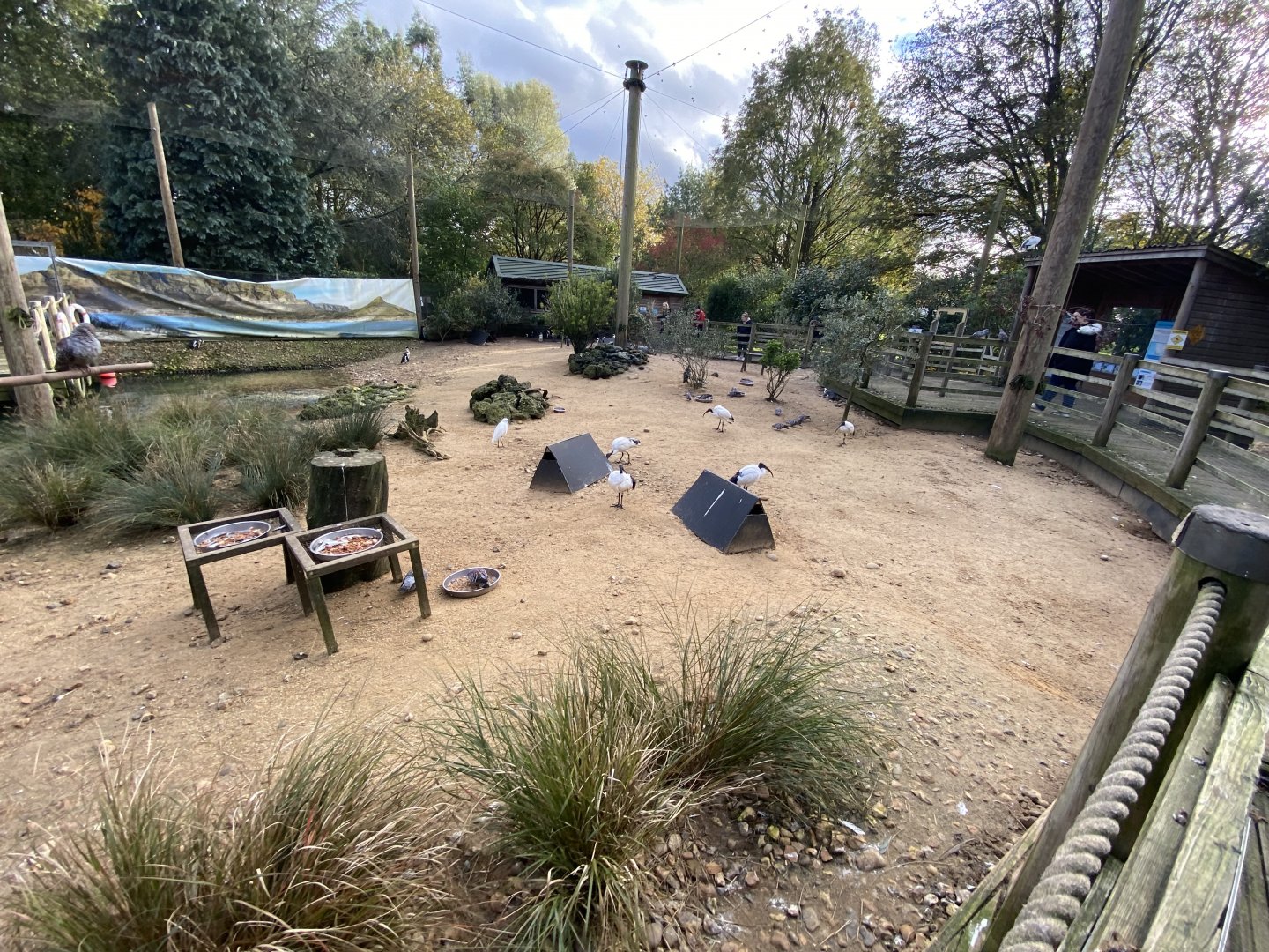 Penguin Beach 061121