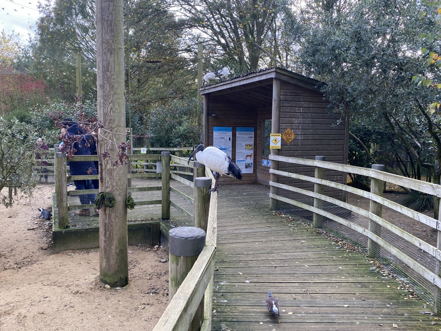 Penguin Beach 061121