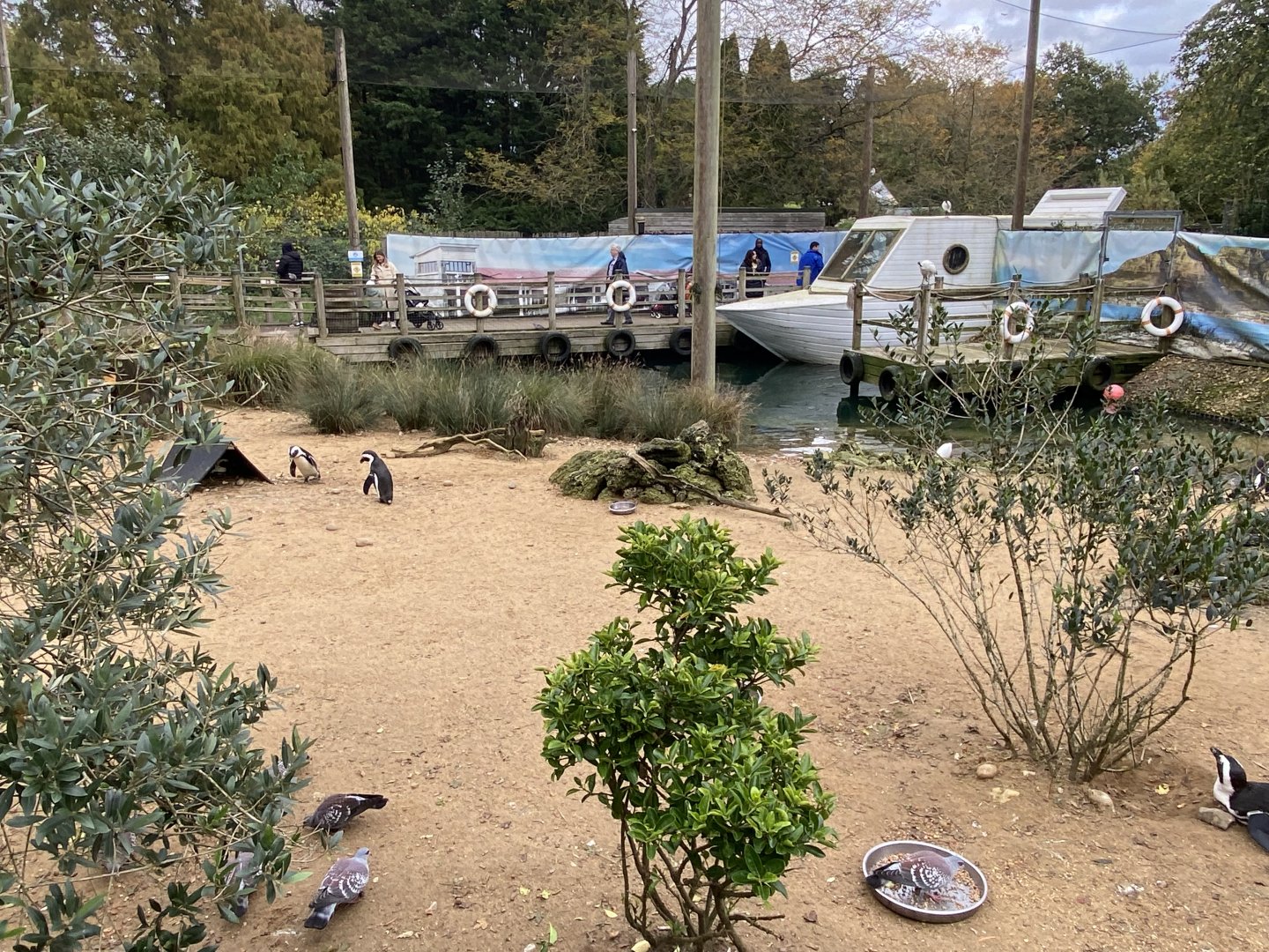 Penguin Beach 061121