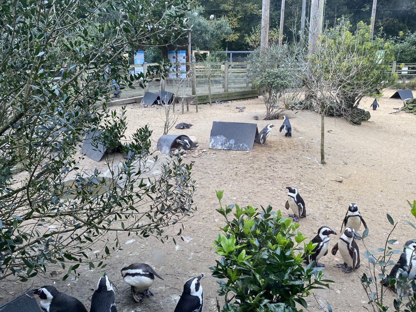 Penguin Beach 061121