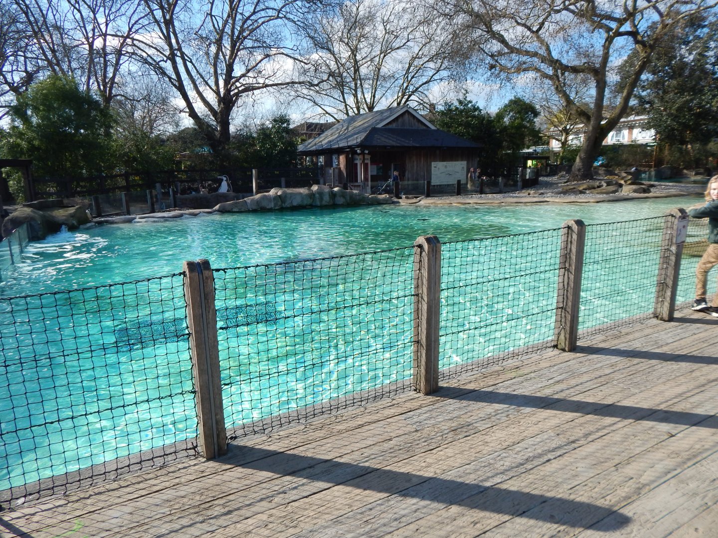 Penguin Beach 180322