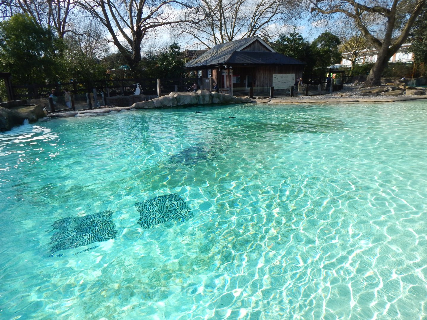 Penguin Beach 180322