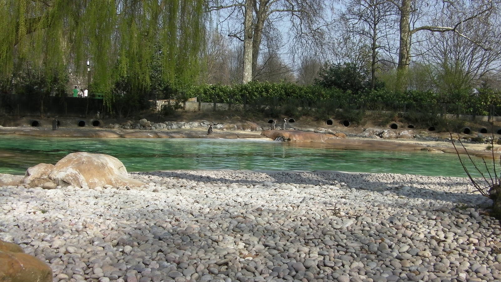 Penguin Beach - 24.03.2012