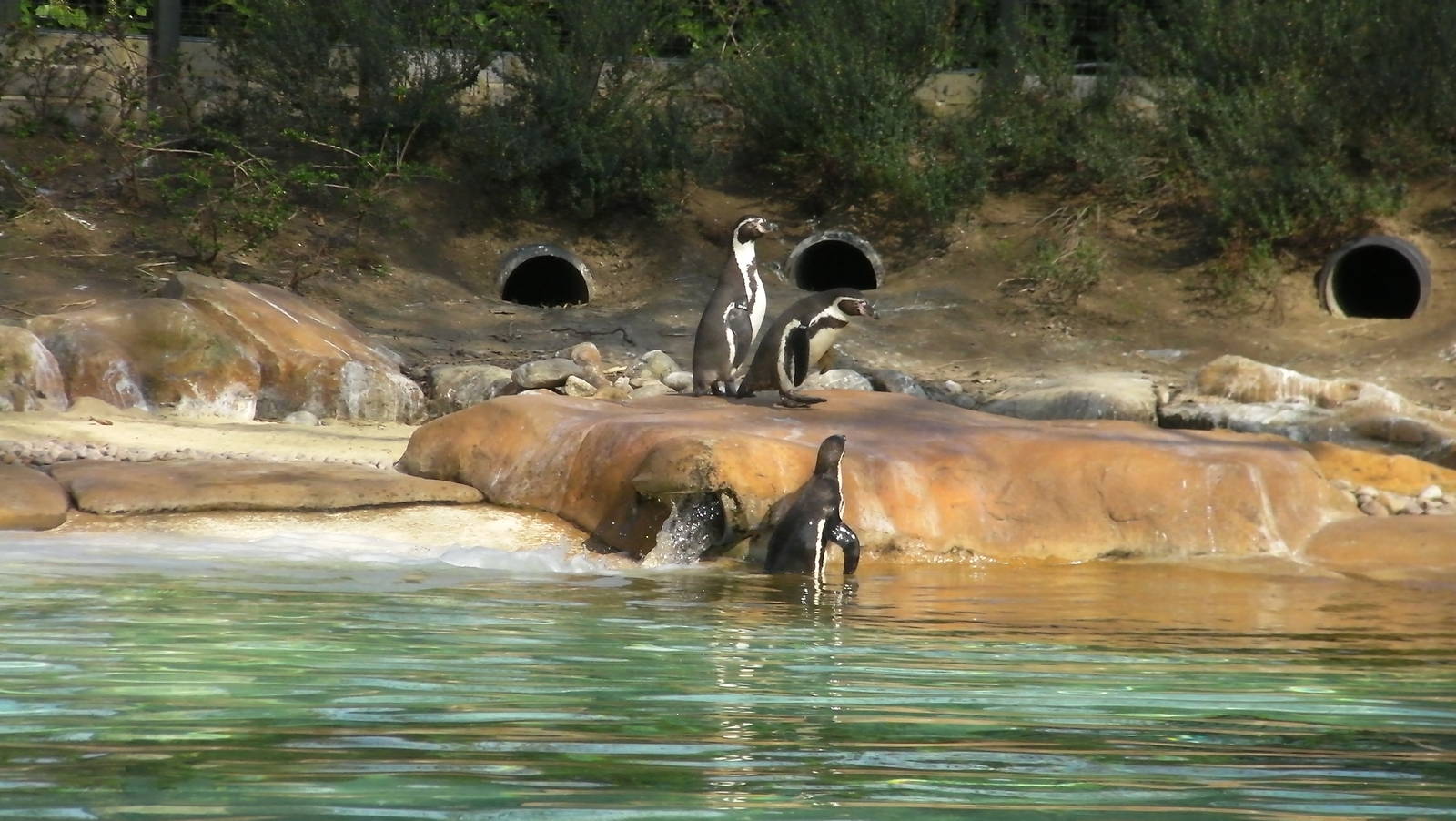 Penguin Beach - 24.03.2012