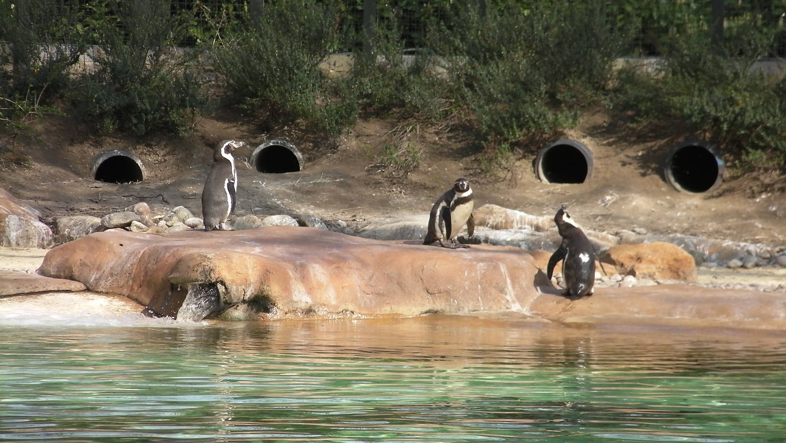 Penguin Beach - 24.03.2012