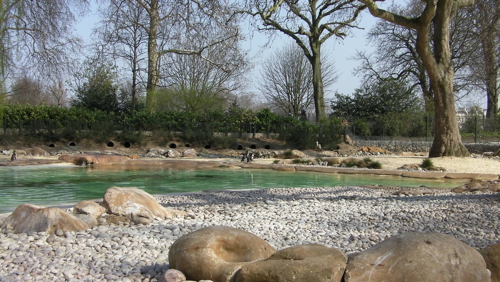 Penguin Beach - 24.03.2012