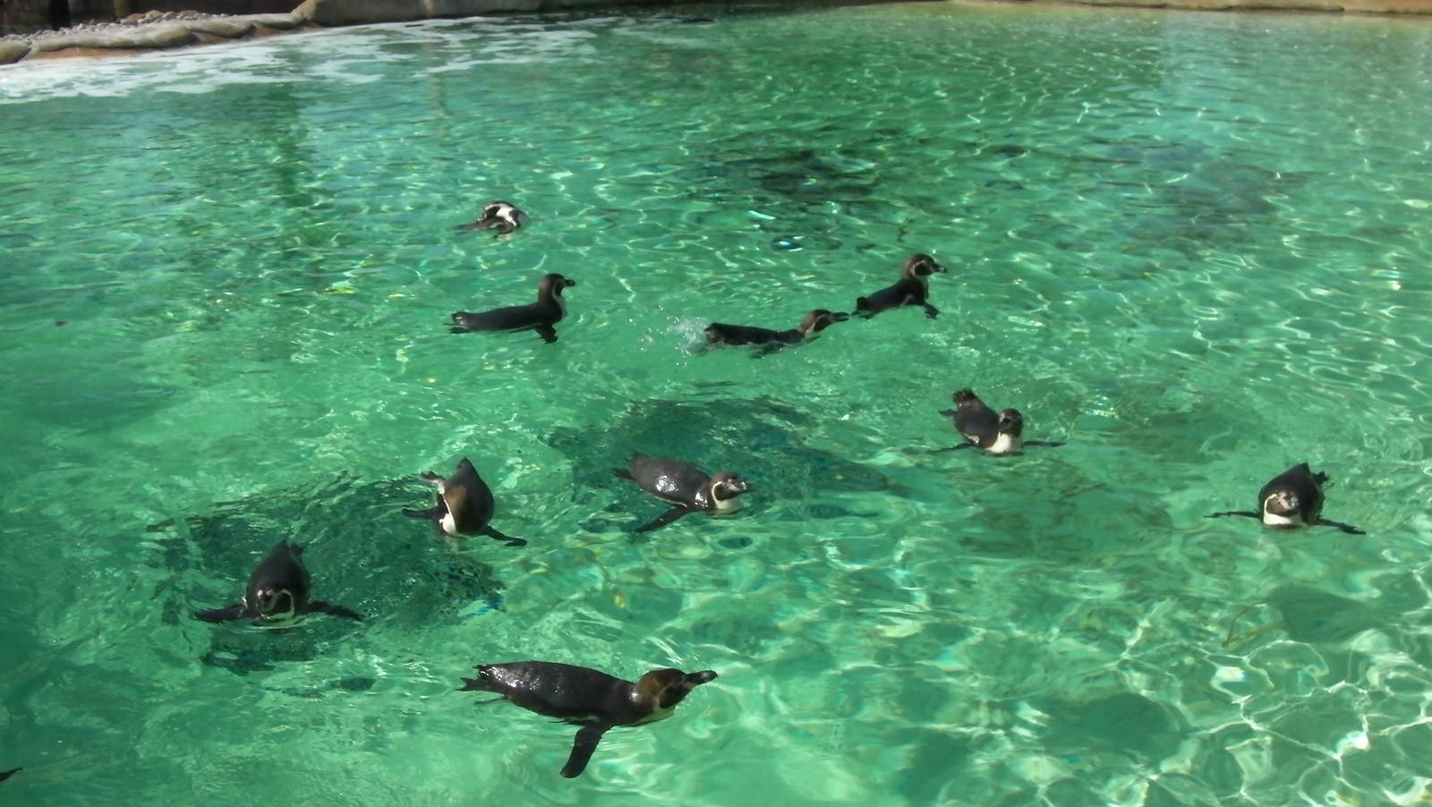 Penguin Beach - 24.03.2012