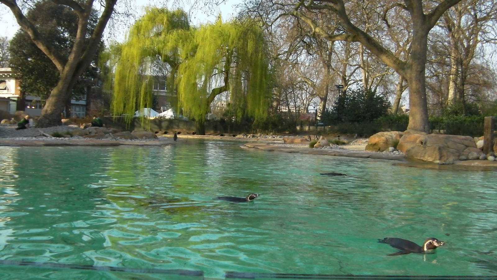 Penguin Beach - 24.03.2012