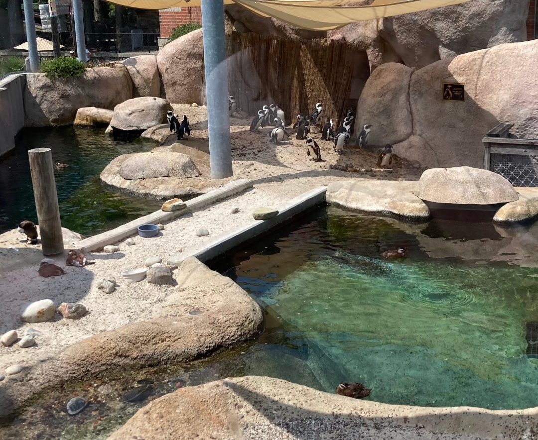 Penguin Beach (8/10/23)