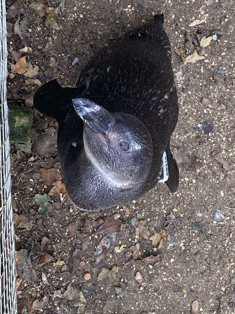 Penguin Beach - African penguin 061121