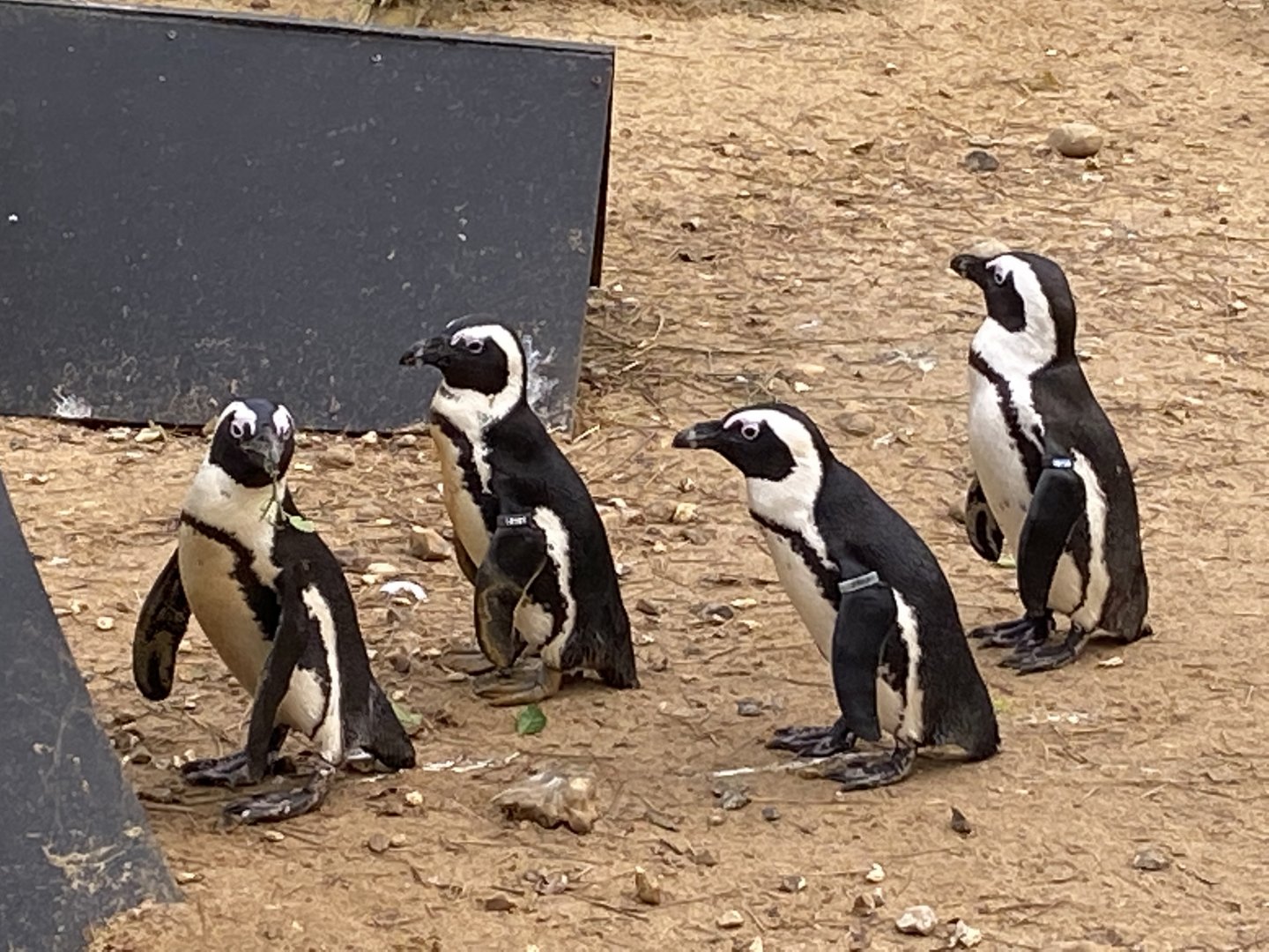 Penguin Beach - African penguins 061121