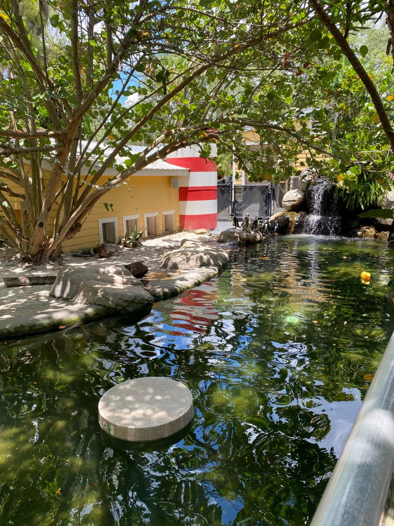 Penguin Beach- African Penguins