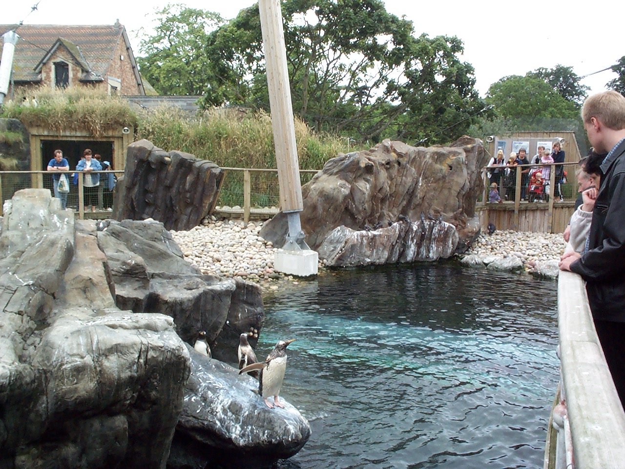 penguin beach area July 2000