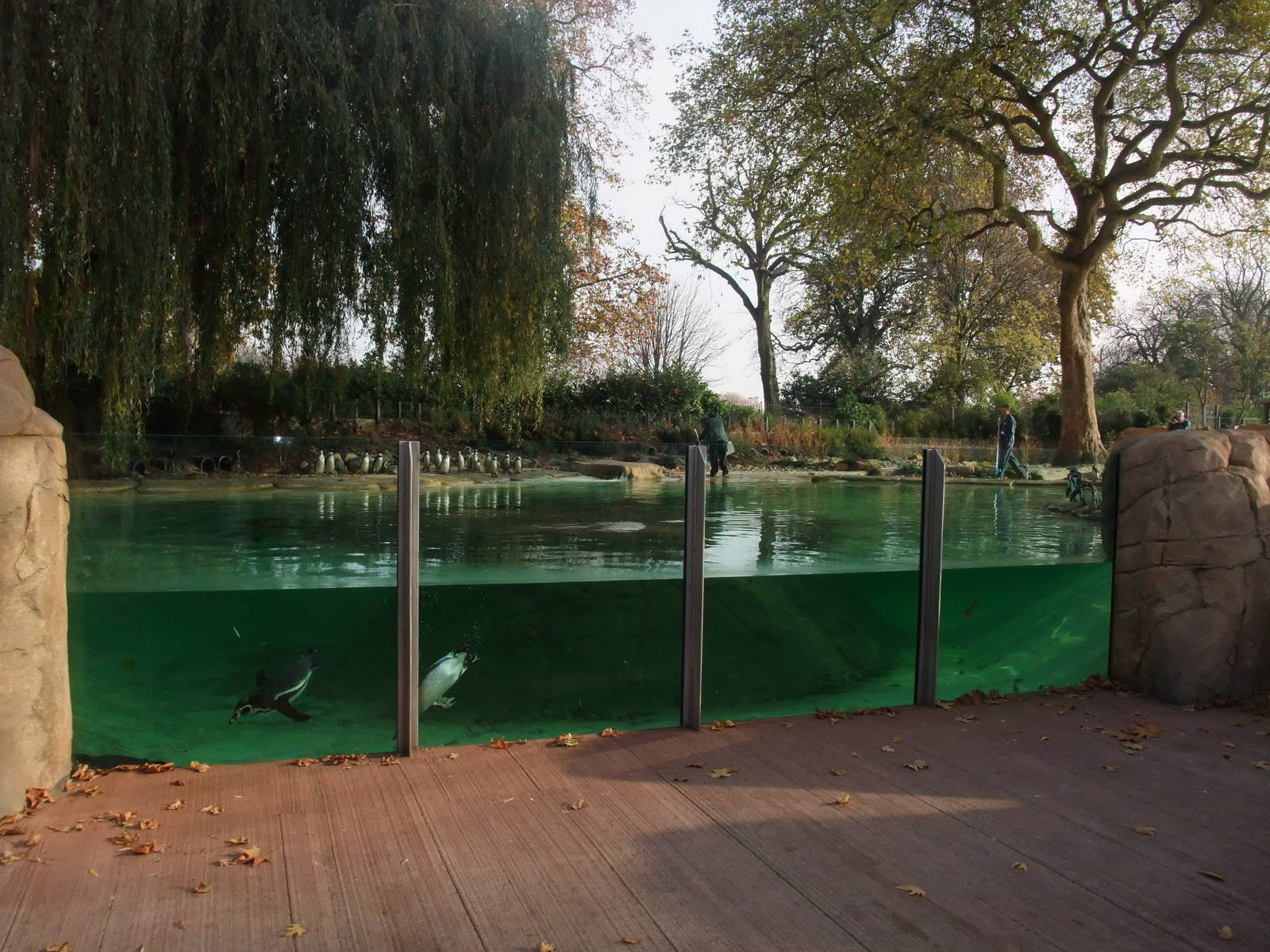 Penguin Beach at London, 16/11/11