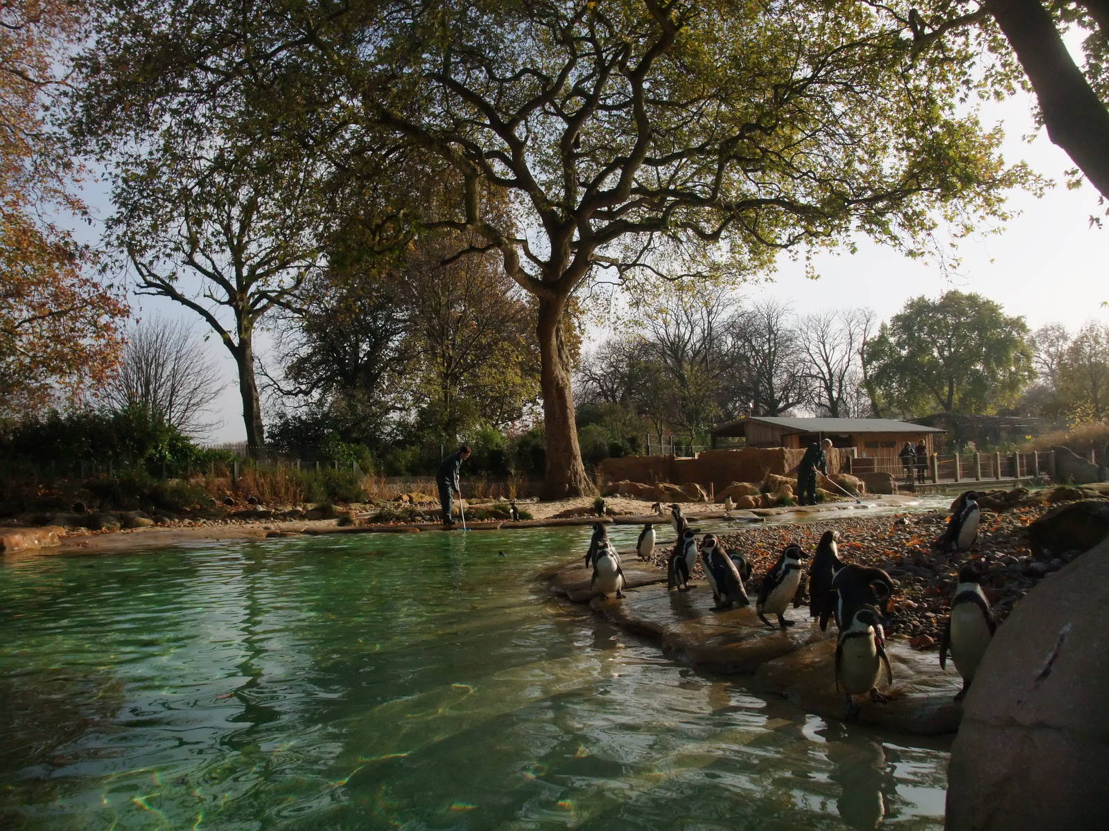 Penguin Beach at London, 16/11/11