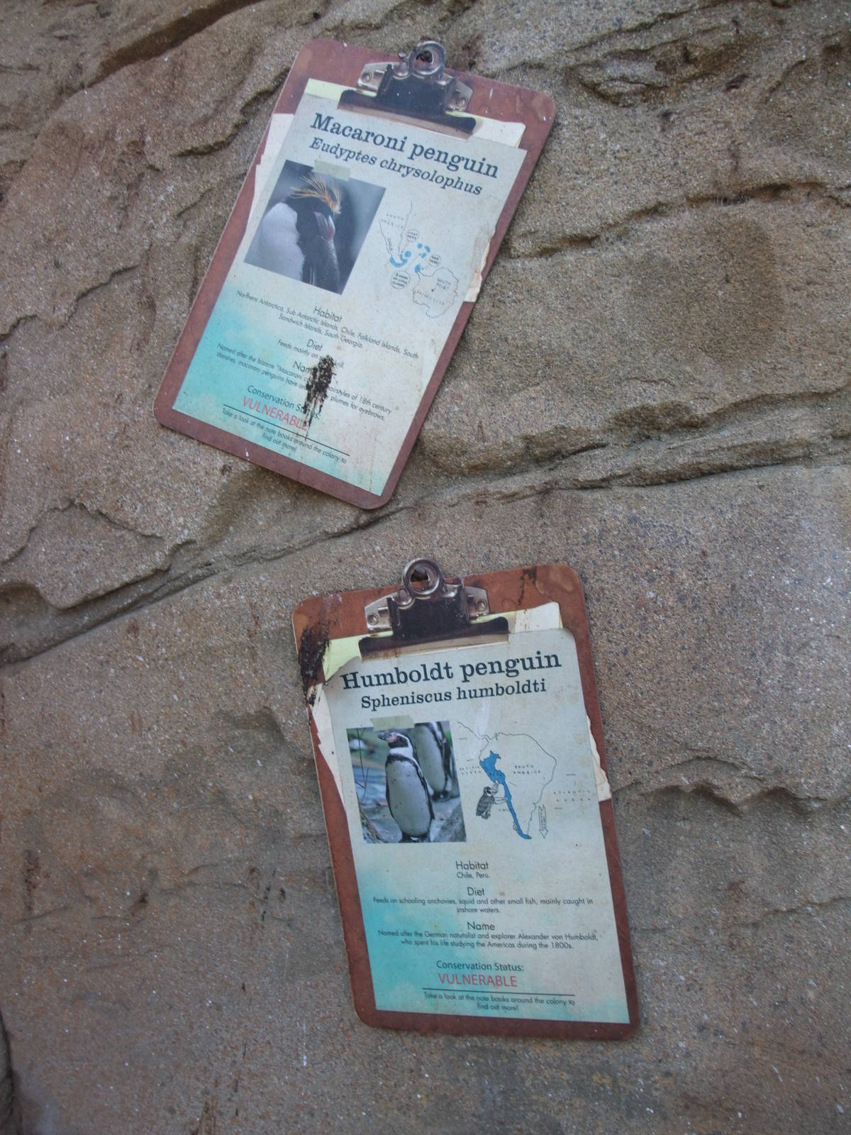 Penguin Beach at London, 16/11/11