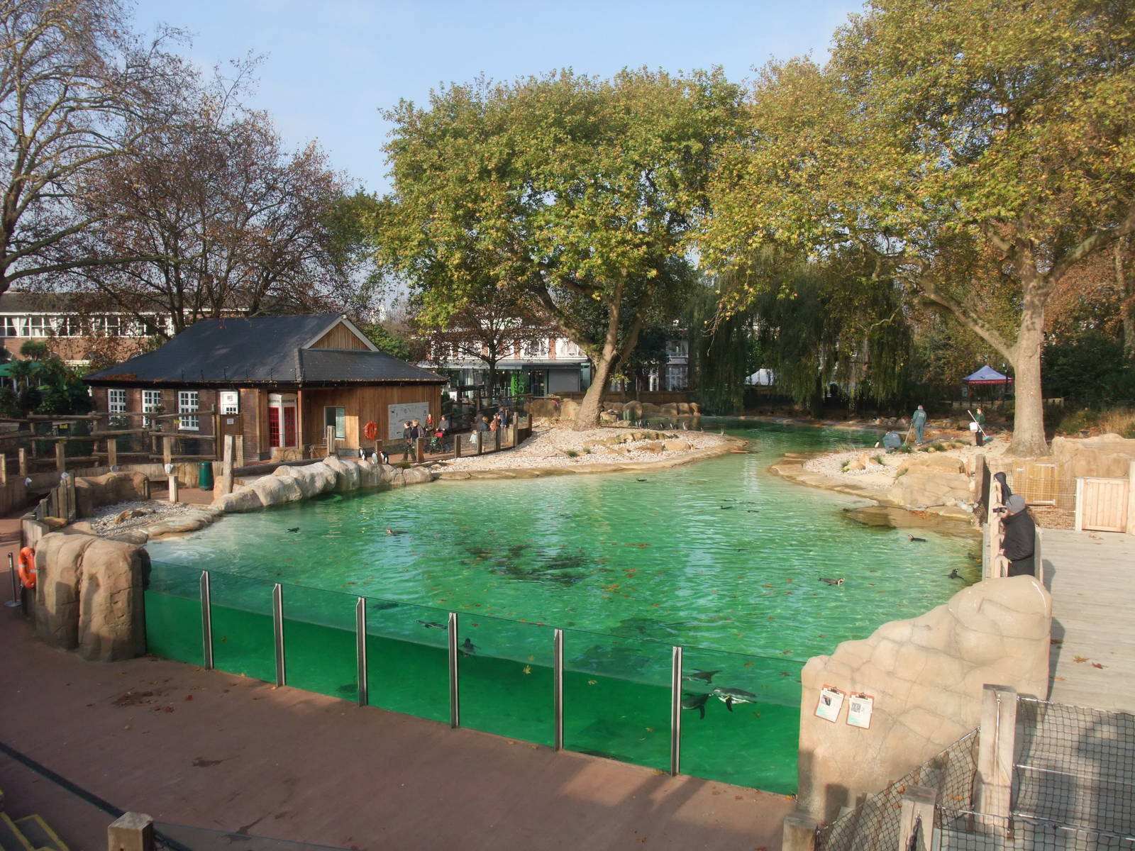 Penguin Beach at London, 16/11/11