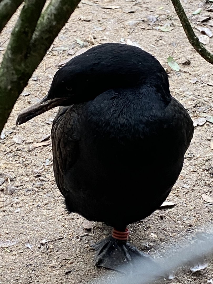 Penguin Beach - Bank cormorant 061121