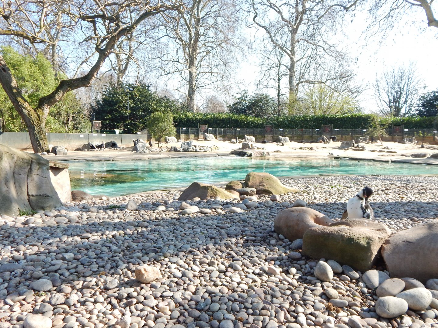 Penguin Beach (early morning) 190322