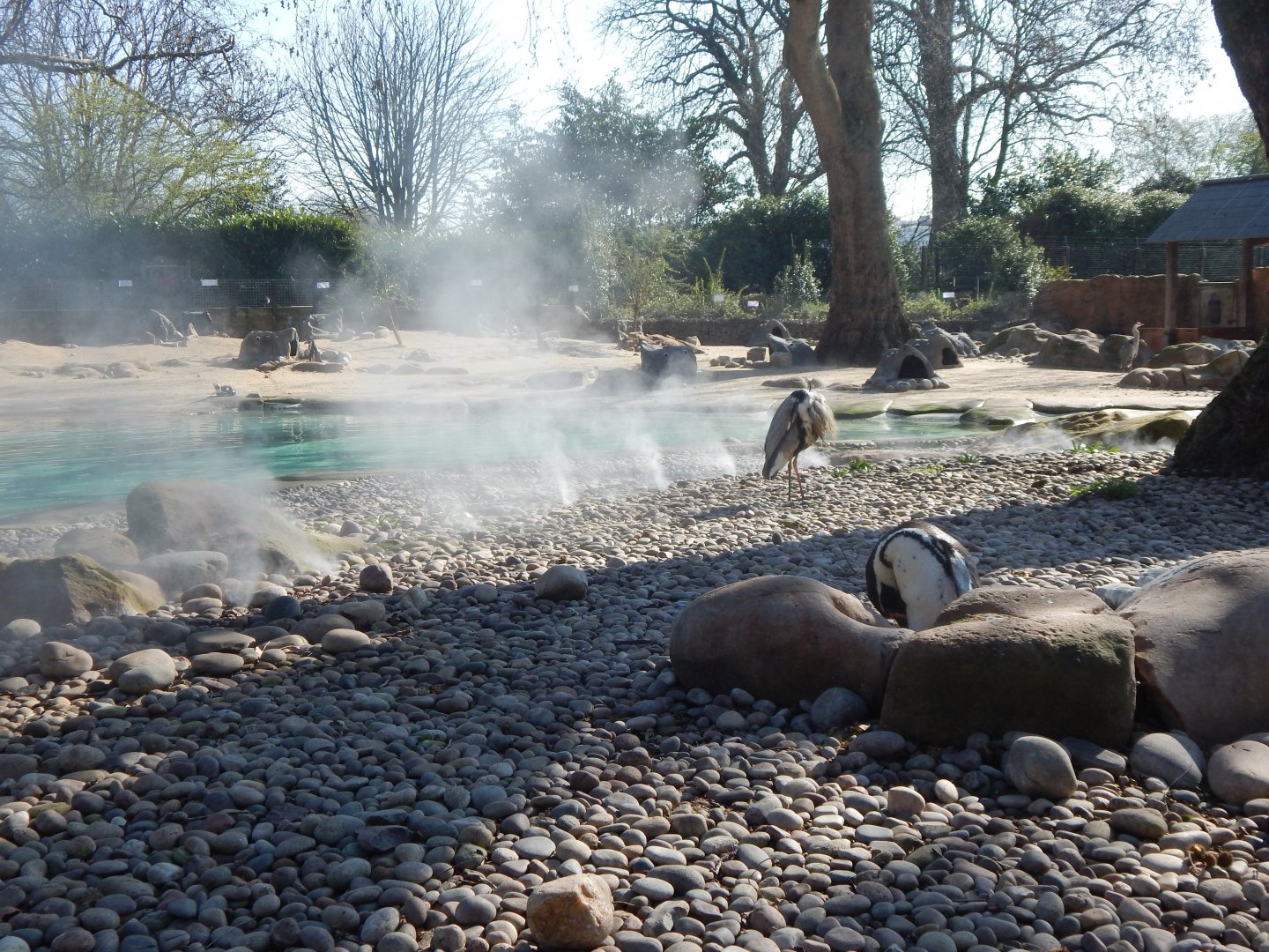 Penguin Beach (early morning) 190322
