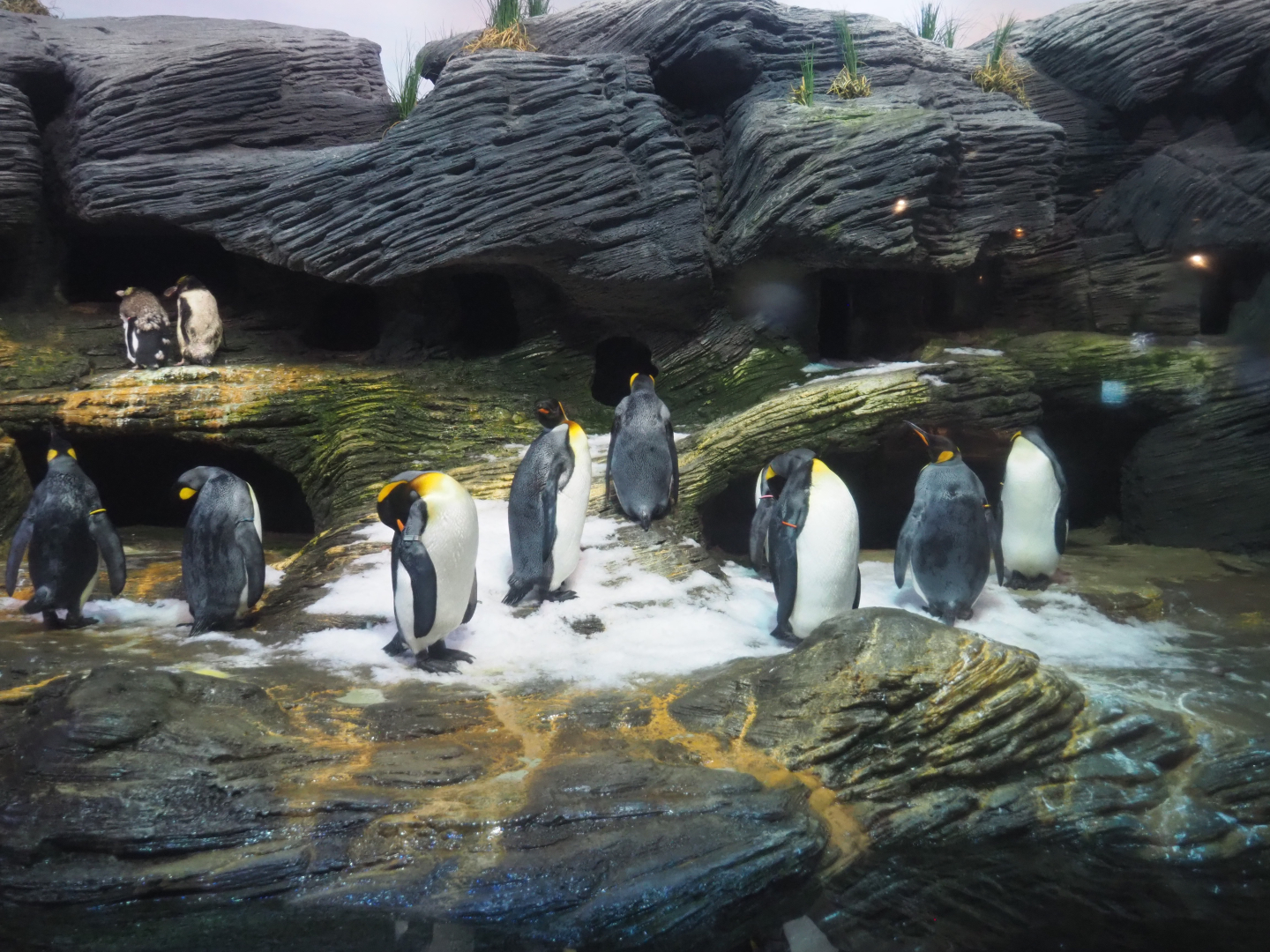 Penguin beach in Vriesland, 2020-09-20