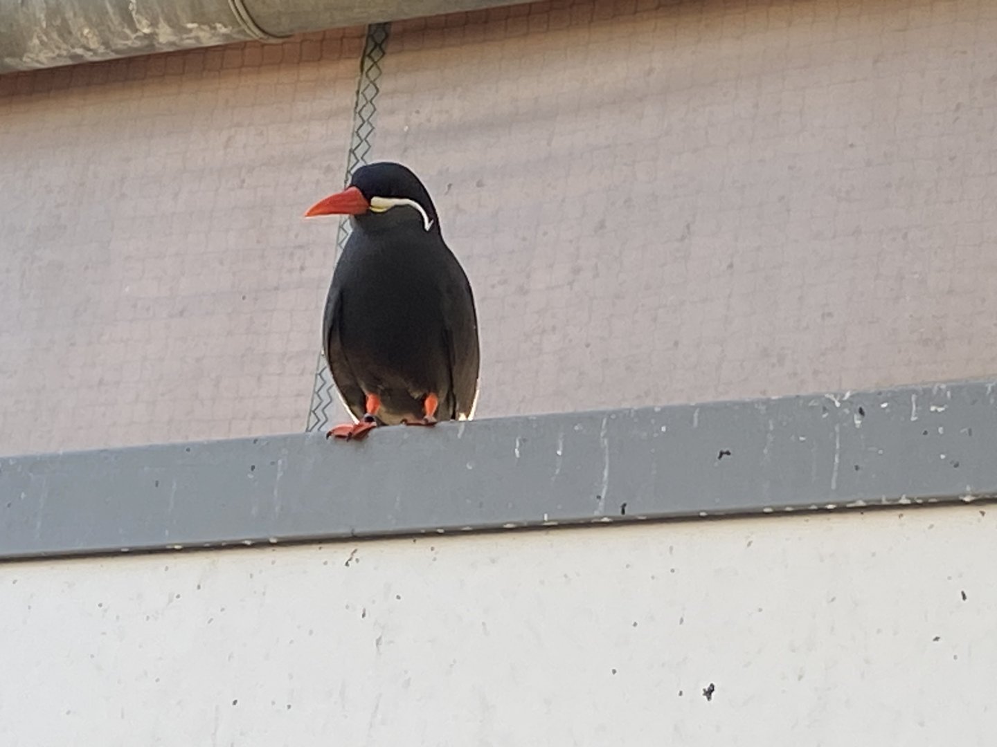 Penguin Beach -Inca tern 070124