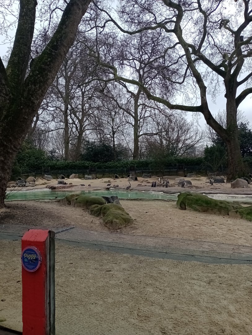 Penguin Beach panaroma