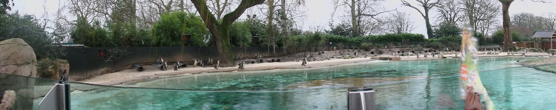 Penguin beach panoramic