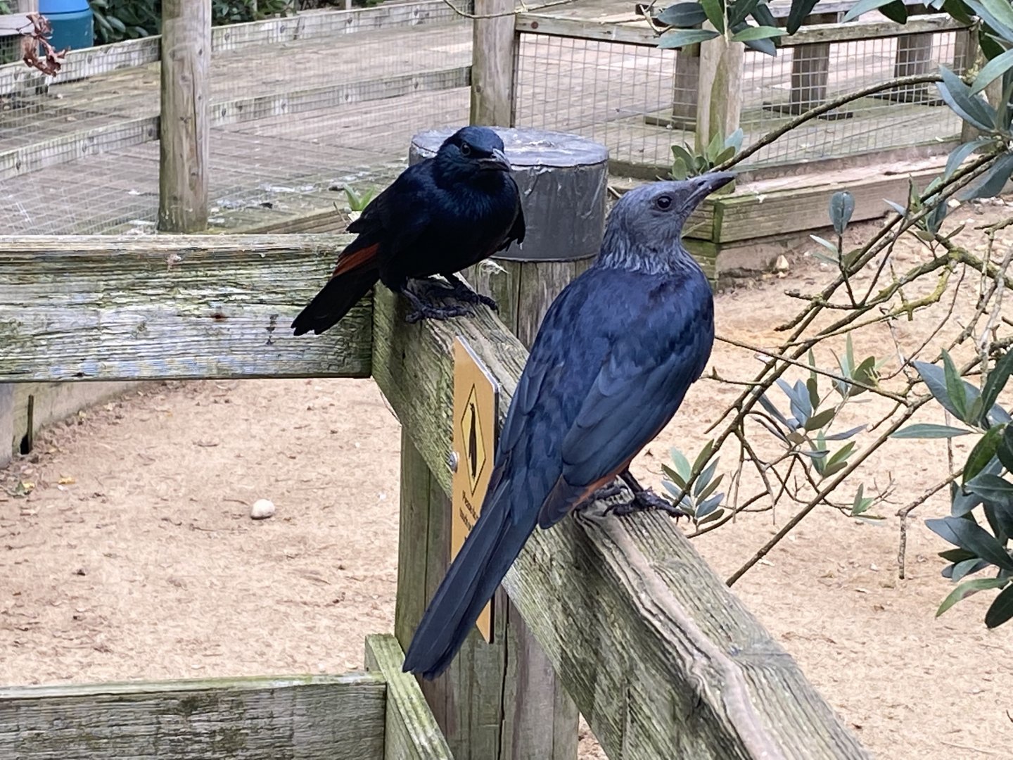 Penguin Beach - Red-winged starlings 061121