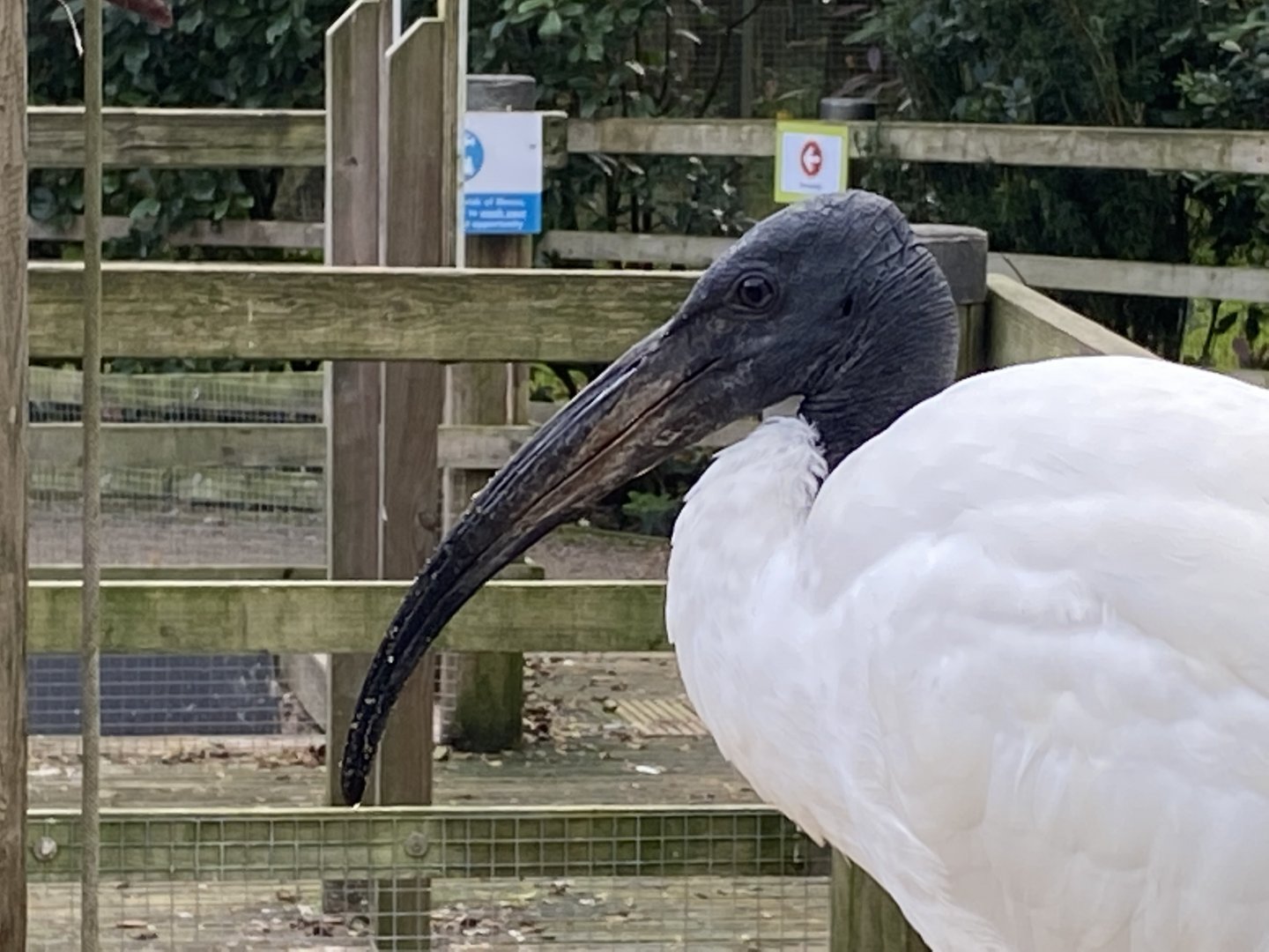 Penguin Beach - Sacred ibis 061121
