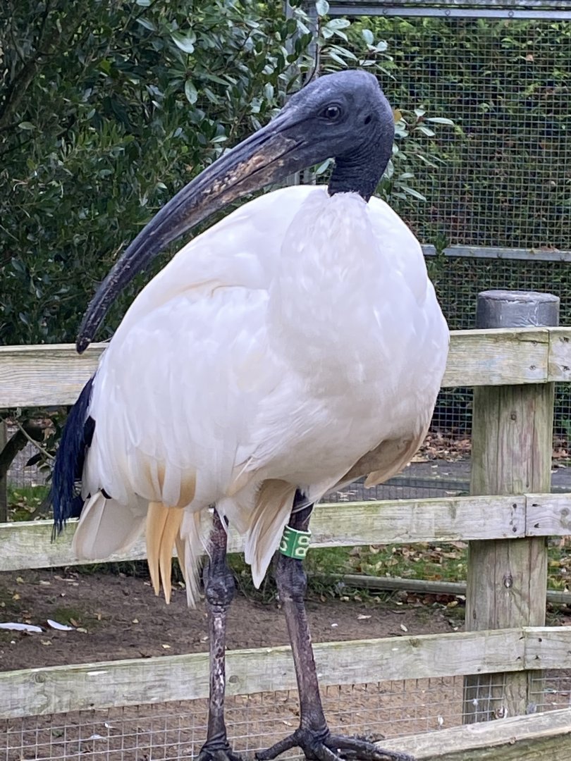 Penguin Beach - Sacred ibis 061121