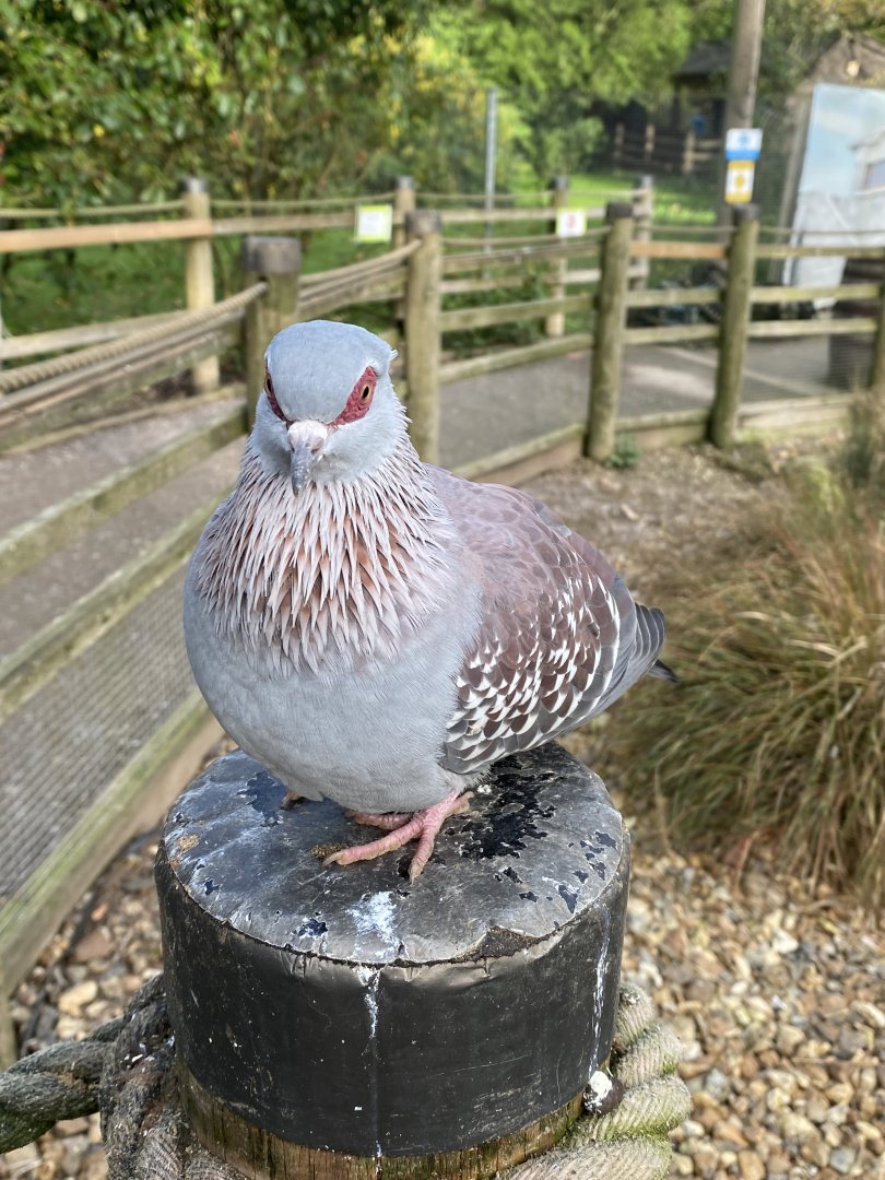 Penguin Beach - Speckled pigeon 061121