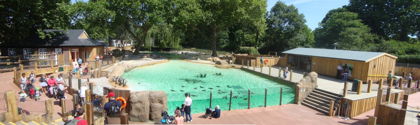 Penguin Beach - ZSL - June 1 2011 - Panorama via Photoshop