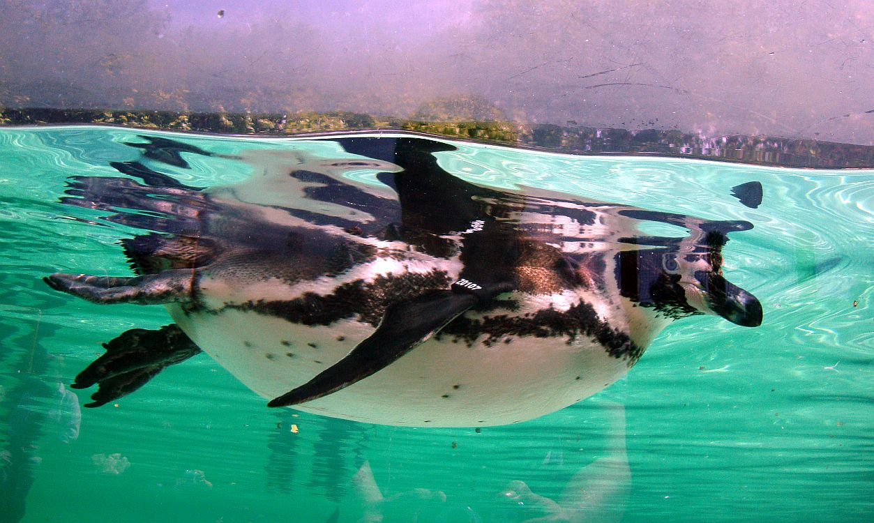 Penguin Beach - ZSL - June 1 2011
