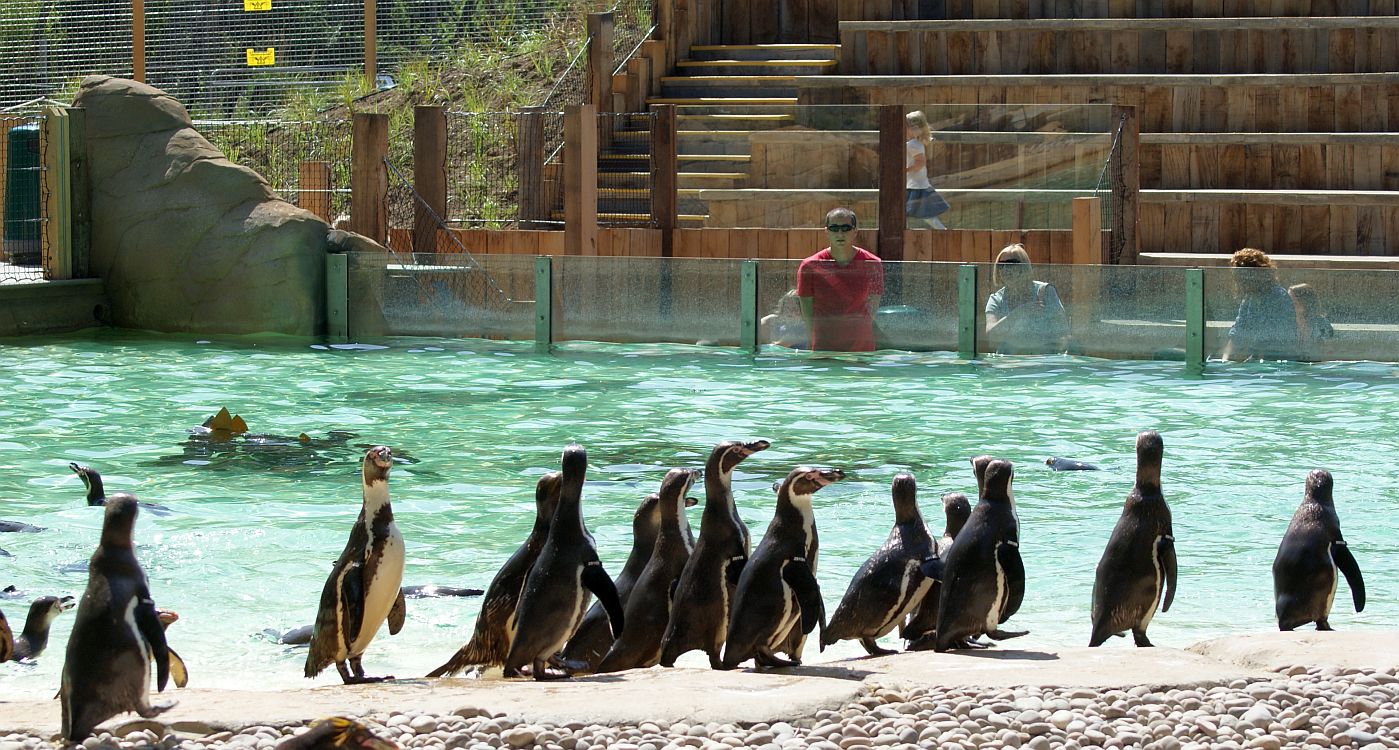 Penguin Beach - ZSL - June 1 2011