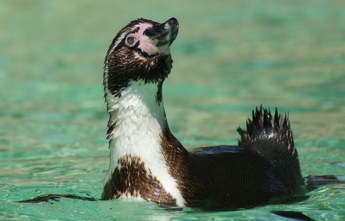 Penguin Beach - ZSL - June 1 2011