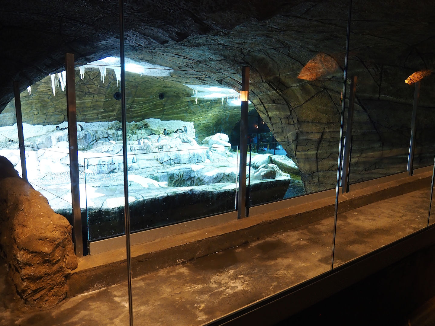 Penguin catwalk near hotel rooms and Penguin cave, 2023-05-15