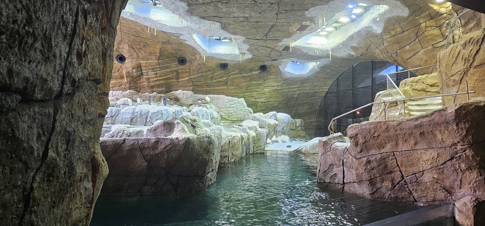 Penguin cave, gentoo, rock hopper, king species in exhibit