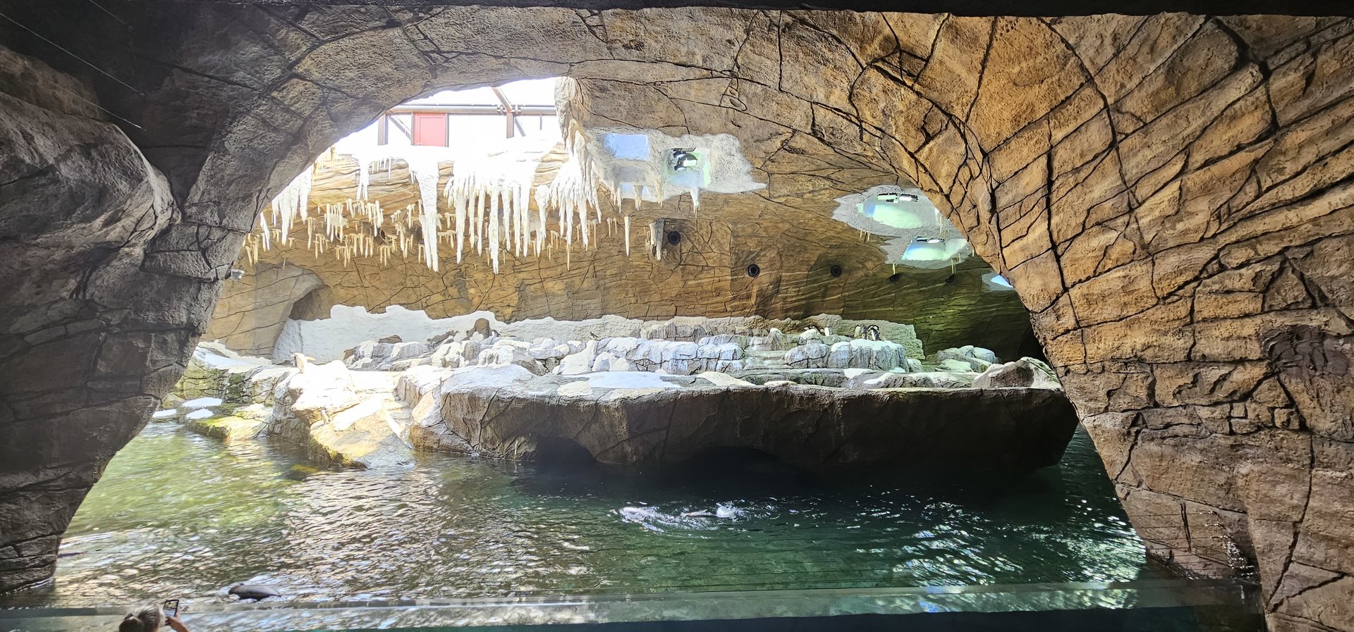 Penguin cave, gentoo, rock hopper, king species in exhibit