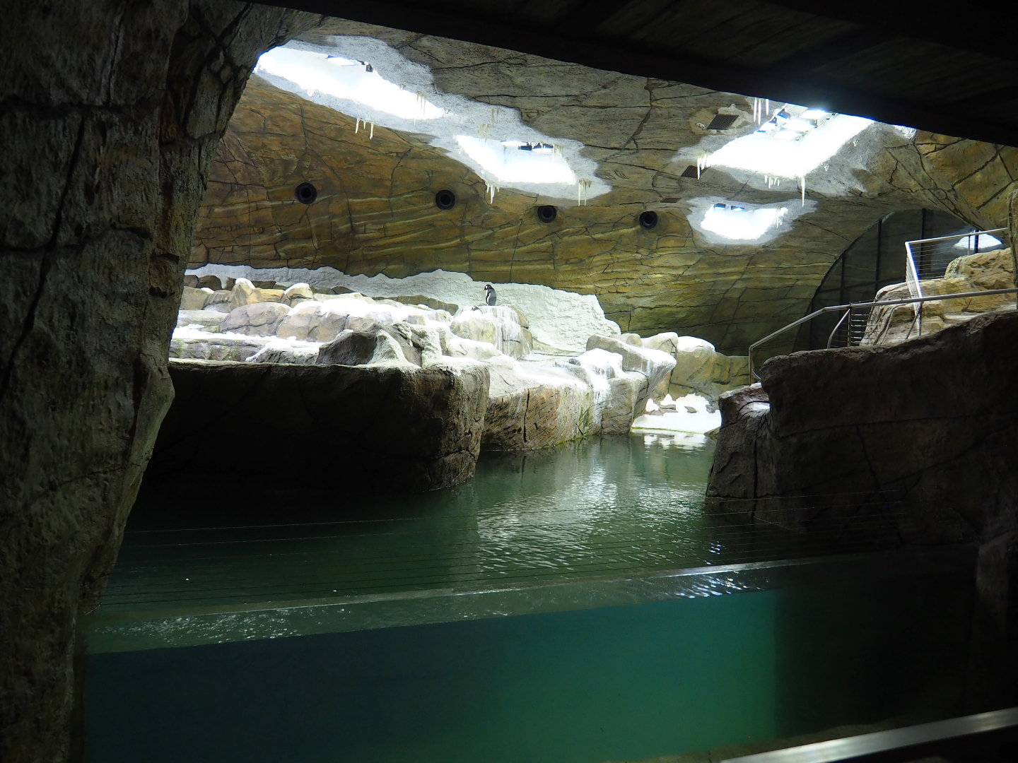 Penguin cave with Subantarctic gentoo penguins (New exhibit in 2021), 2021-09-02