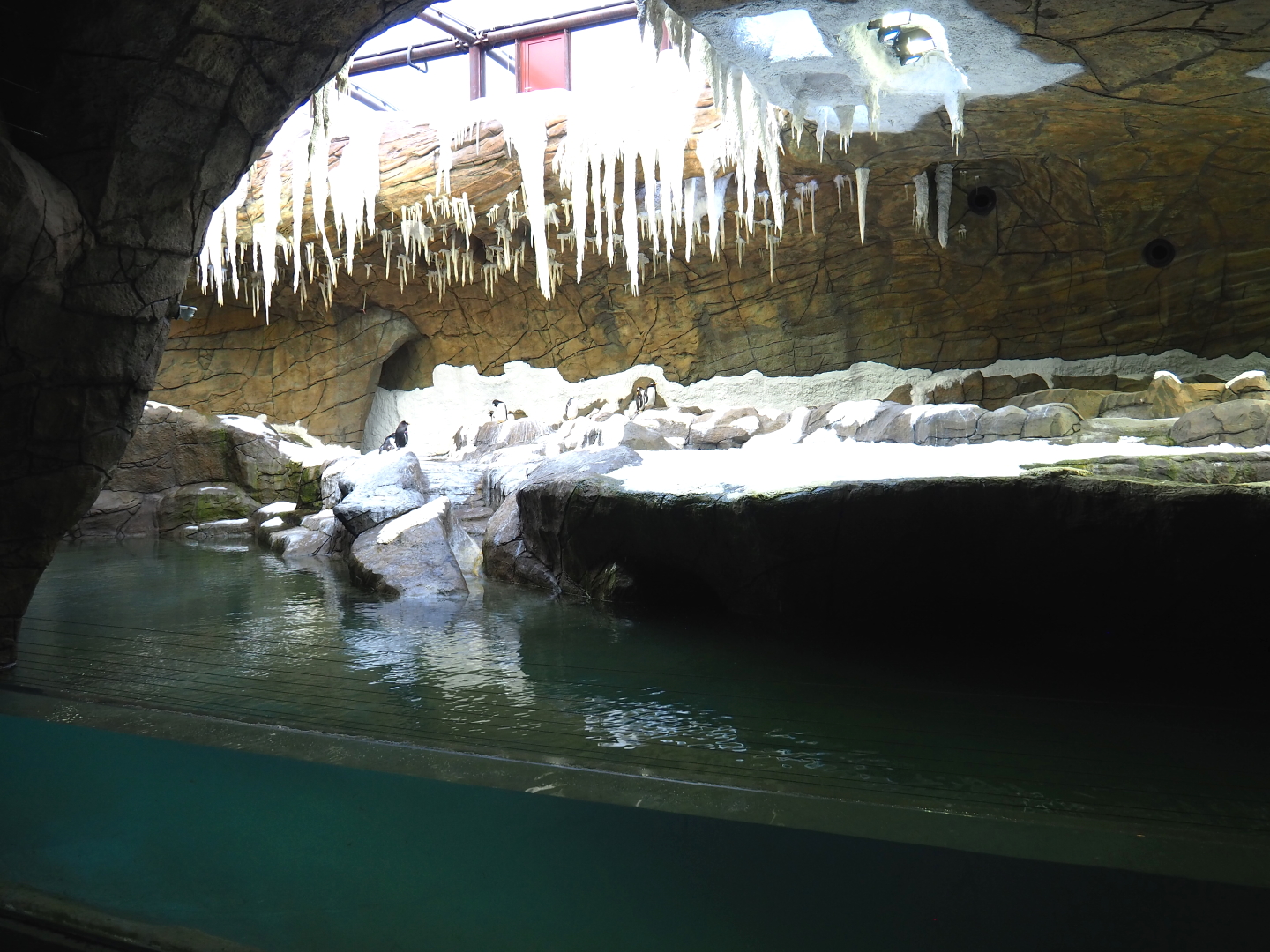 Penguin cave with Subantarctic gentoo penguins (New exhibit in 2021), 2021-09-02