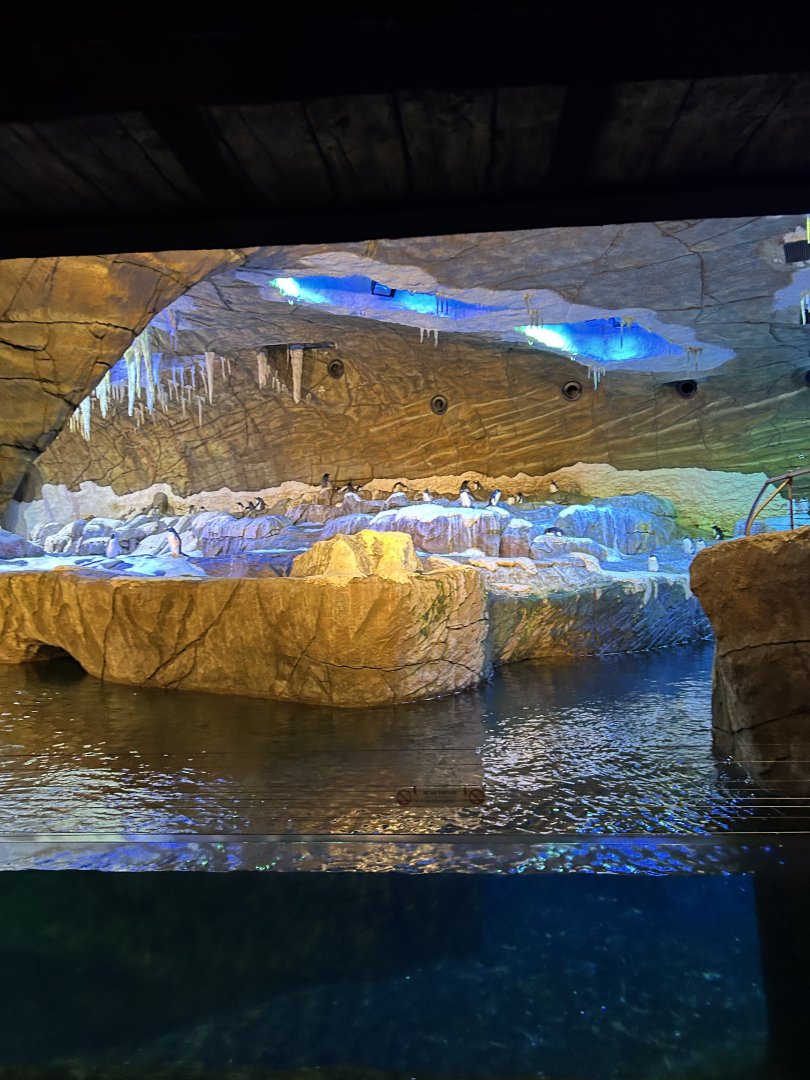 Penguin Cave