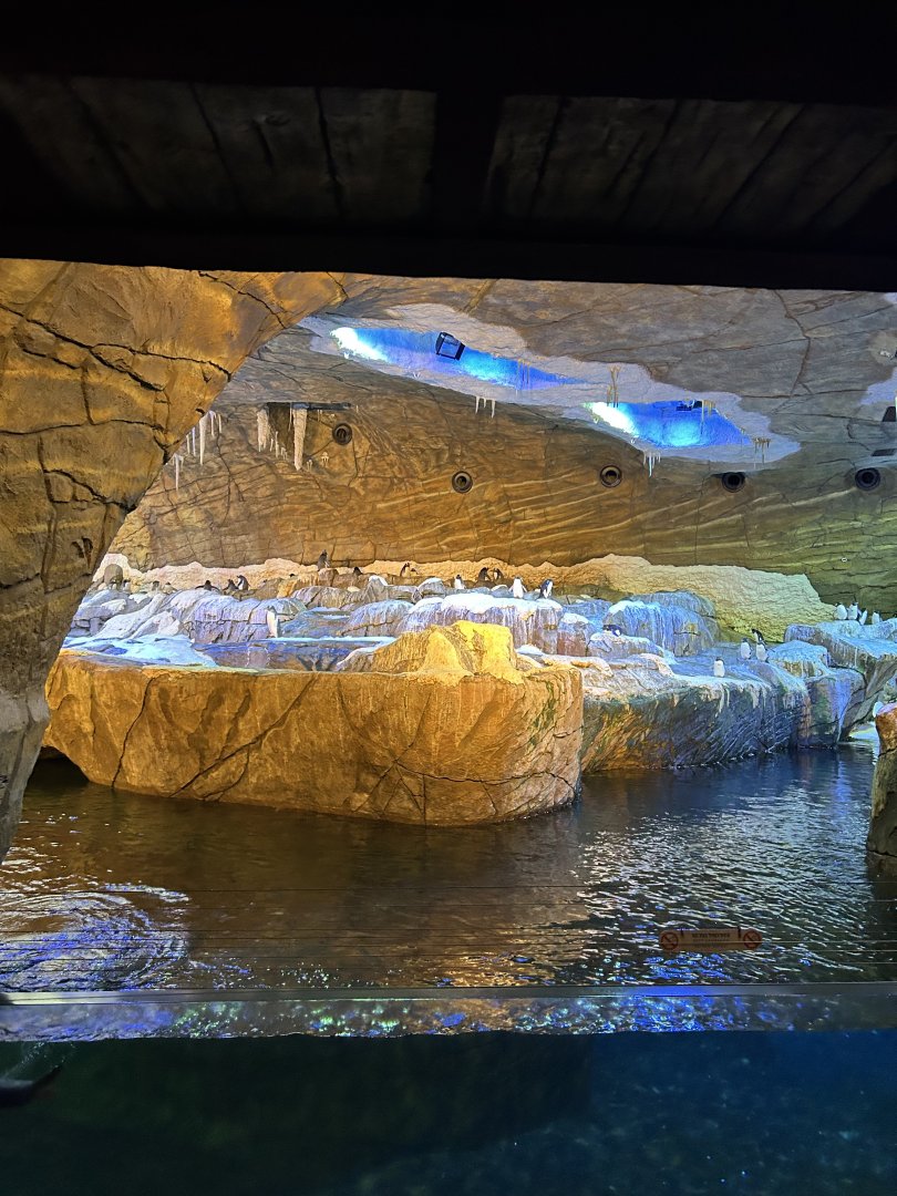 Penguin Cave