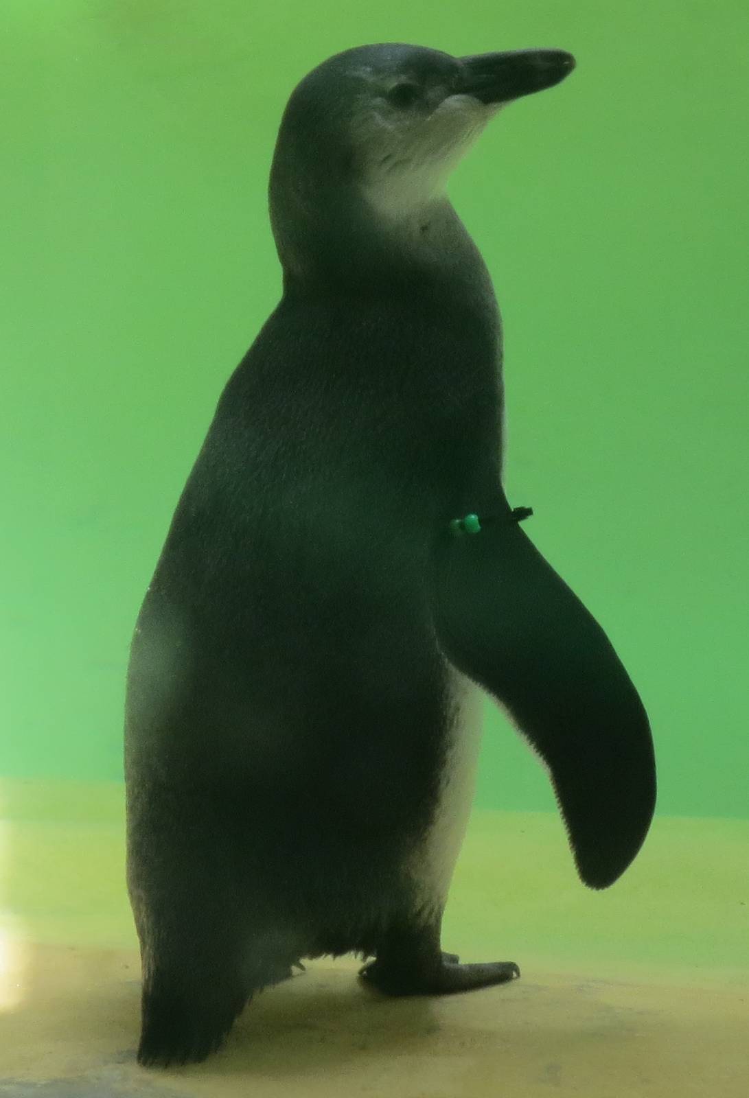 Penguin Chick 1